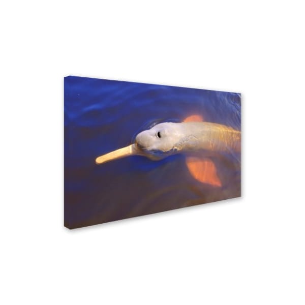 Robert Harding Picture Library 'Dolphins 100' Canvas Art,30x47